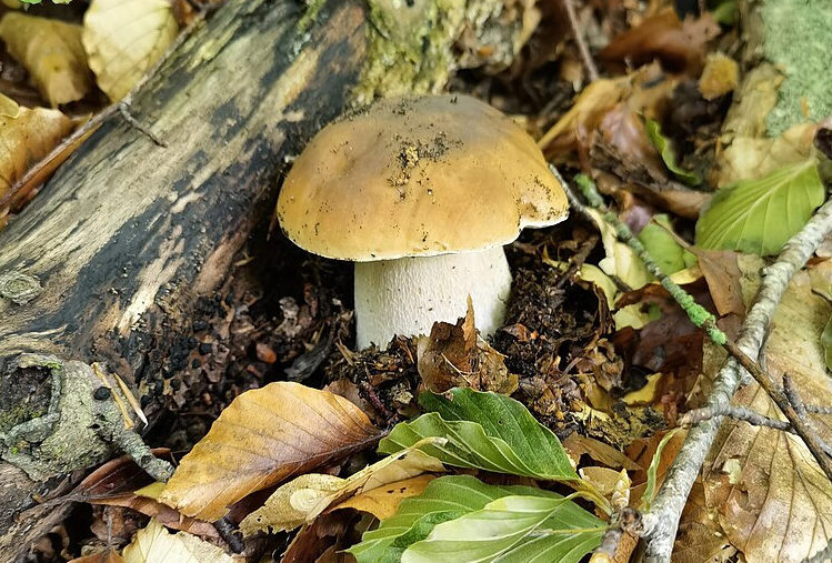 Tra Nebrodi e Madonie: I Funghi di Sicilia