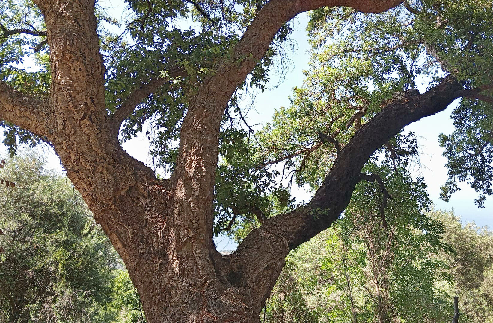 Il Bosco di Tardara